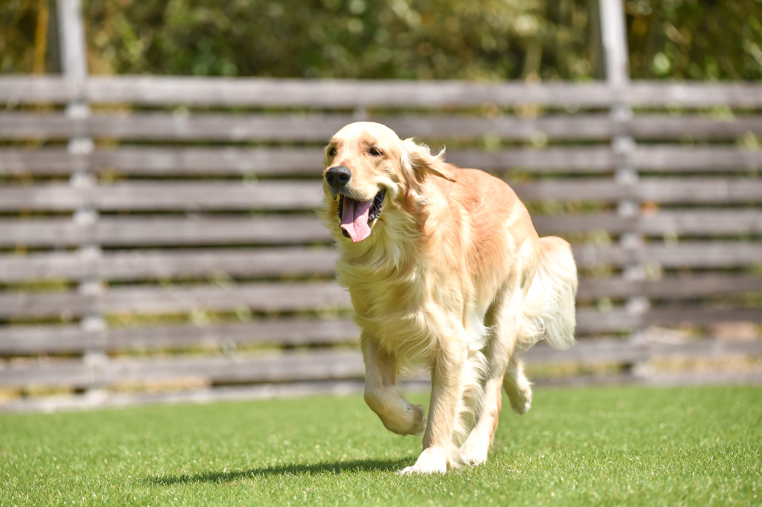 Golden,Retriever,Playing,With,Dog,Run