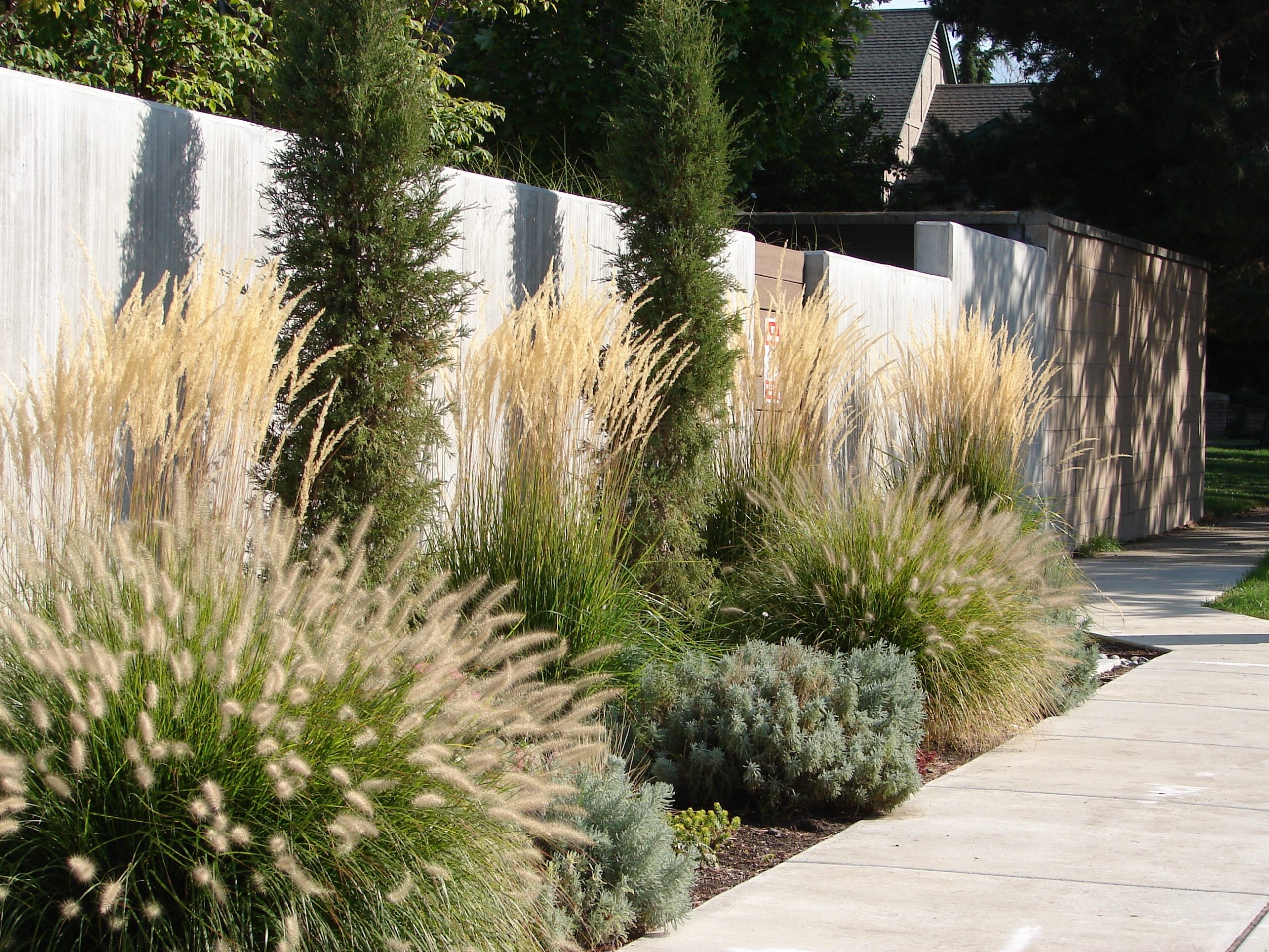 Ornamental,Grasses,In,A,Xeriscape,Garden,,Karl,Foerster,Grass,,Pennisetum,