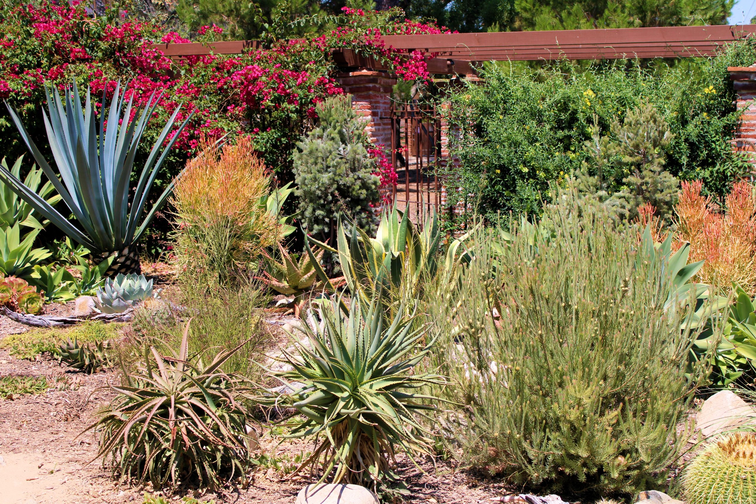 Cactus,And,Succulent,Plants,Surrounded,By,Bougainvillea,Flowers,On,An