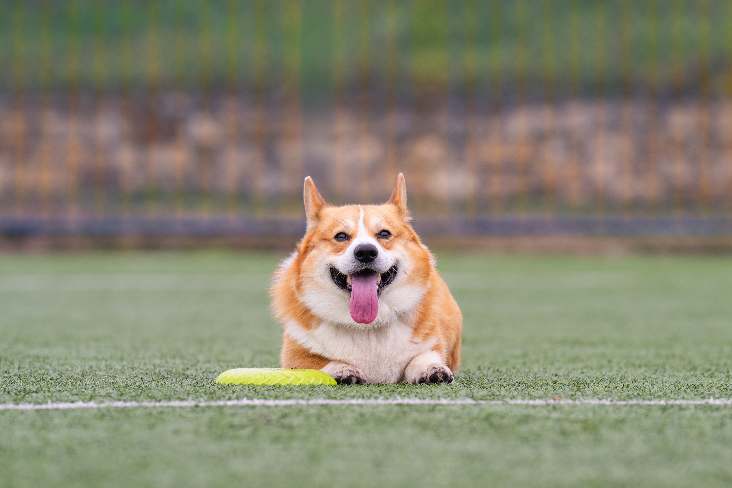 A,Photo,Of,A,Red-haired,Corgi,On,A,Sports,Field
