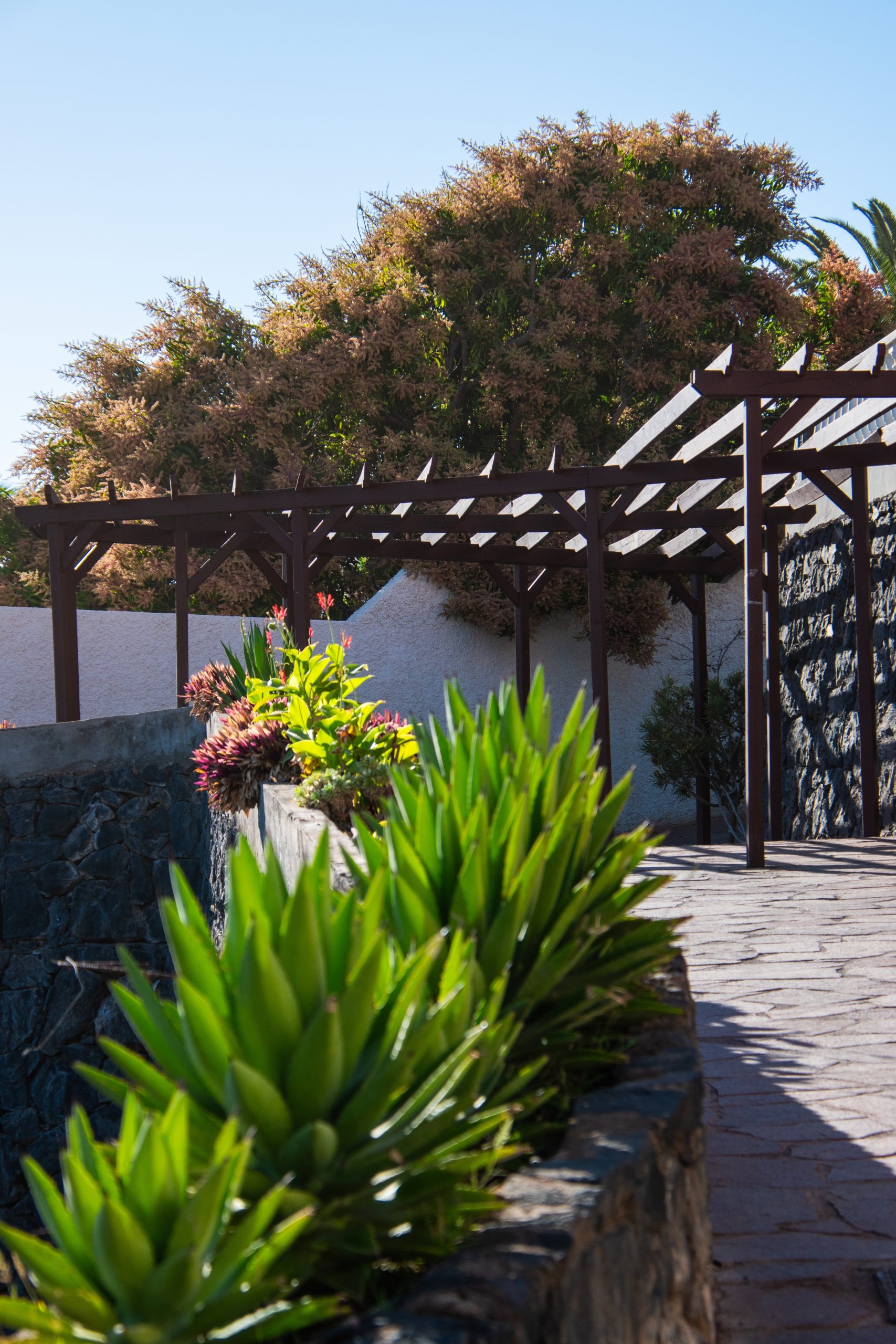 Green,Agave,And,Succulent,Plants,Growing,Along,A,Stone,Garden